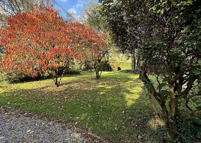 Arbre rouge